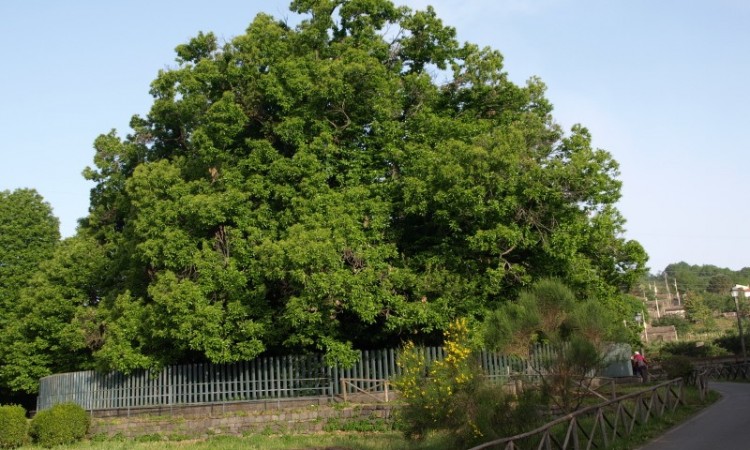 oldest tree in Europe